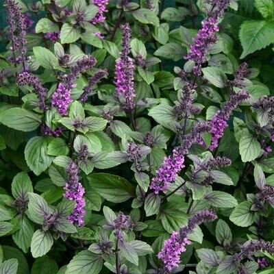African blue basil