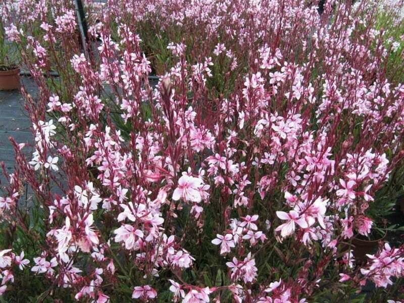 Gaura (white)