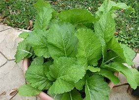 Mustard Spinach