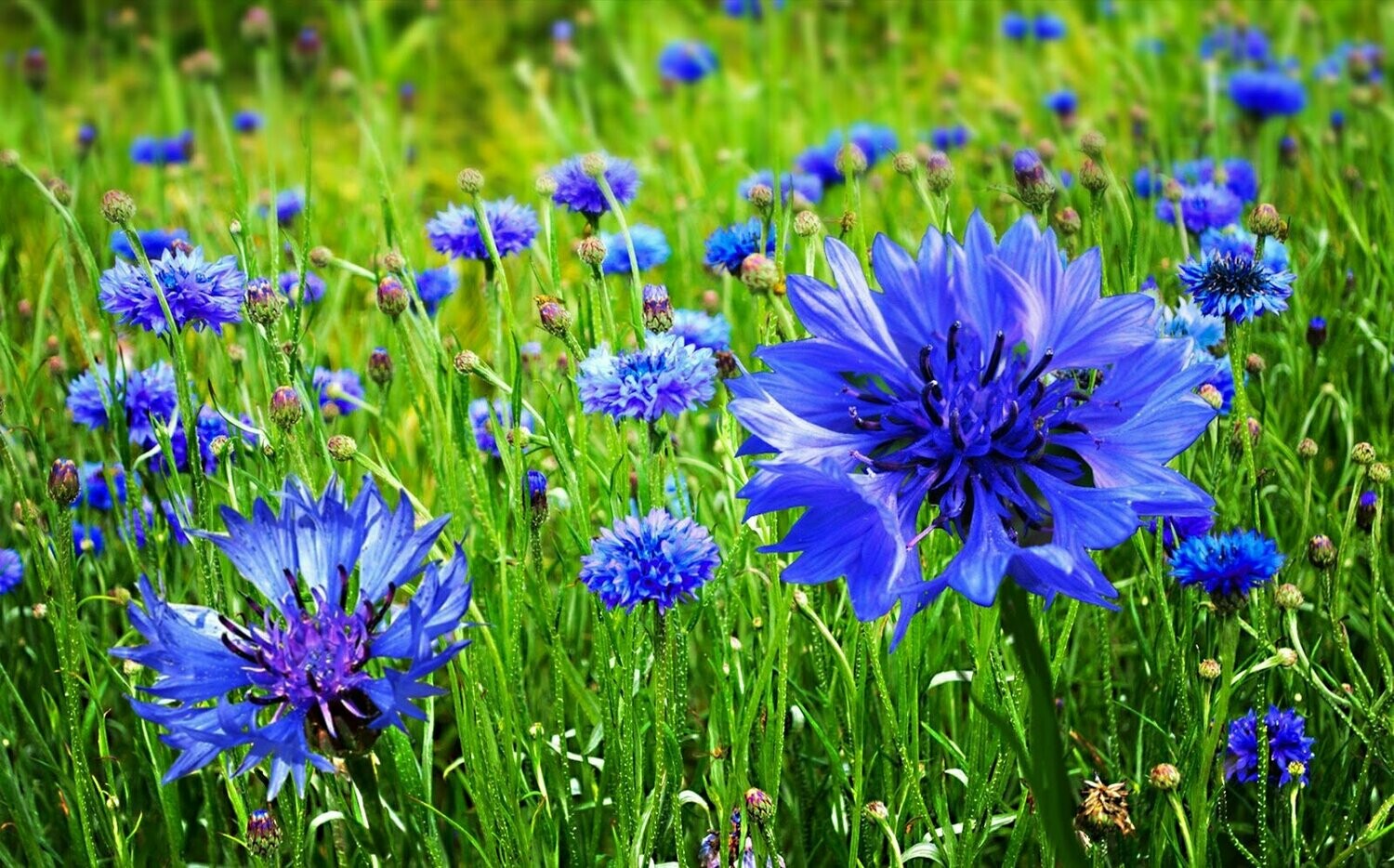 Cornflower (blue Boy)