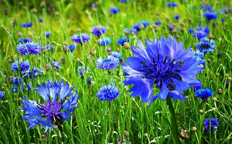 Cornflower (blue Boy)