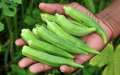 Okra - Green