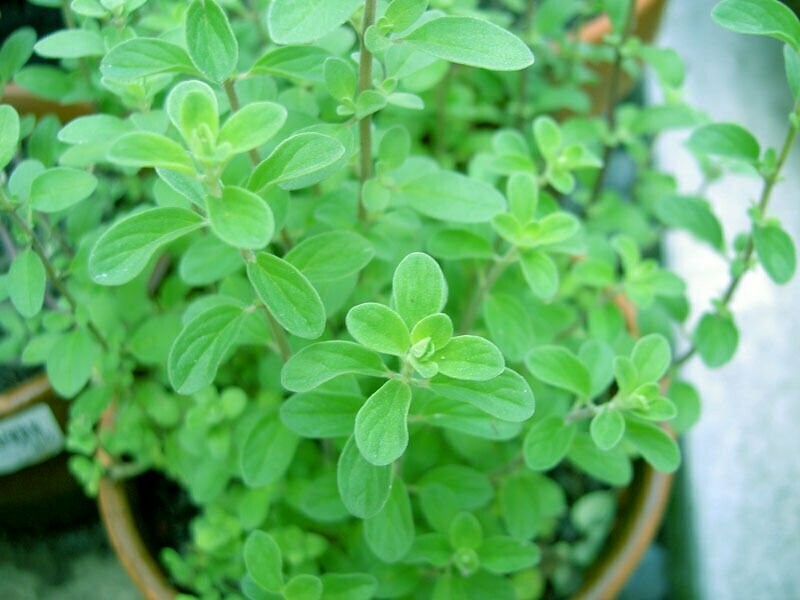 Marjorum