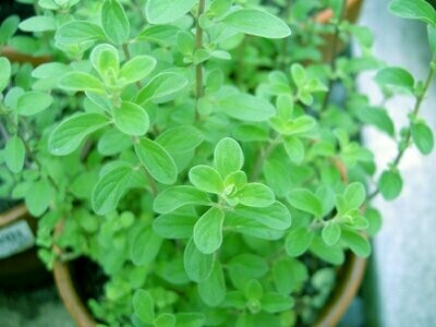 Marjorum