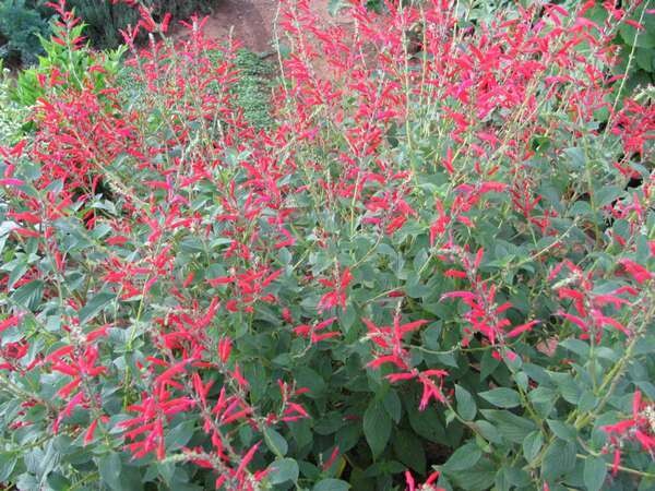 Pineapple Sage-Salvia Elegans