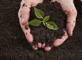 Potting-Soil 10kg for in-store pickup only