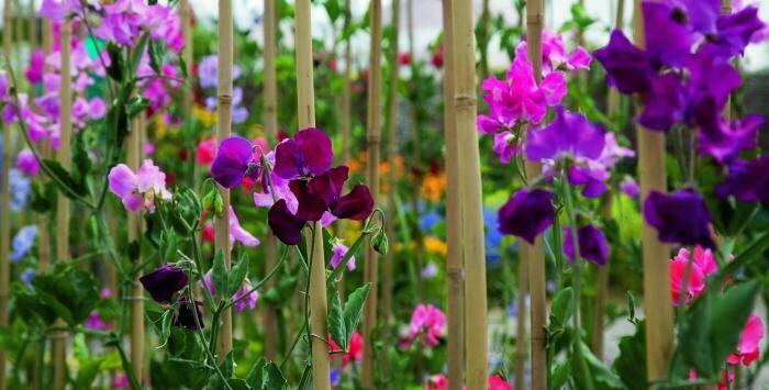 Sweet Peas (flowers) 