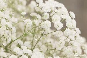 Gypsophilia( Baby breath)
