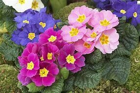 Primula - Flowers (mix)