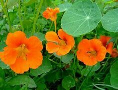 Nastartiums