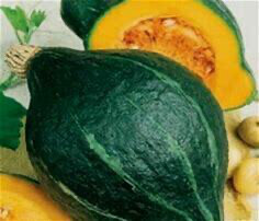Green Hubbard Squash Seedlings
