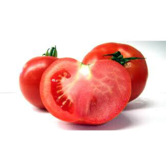 Tomato seedling (MFH 7032)