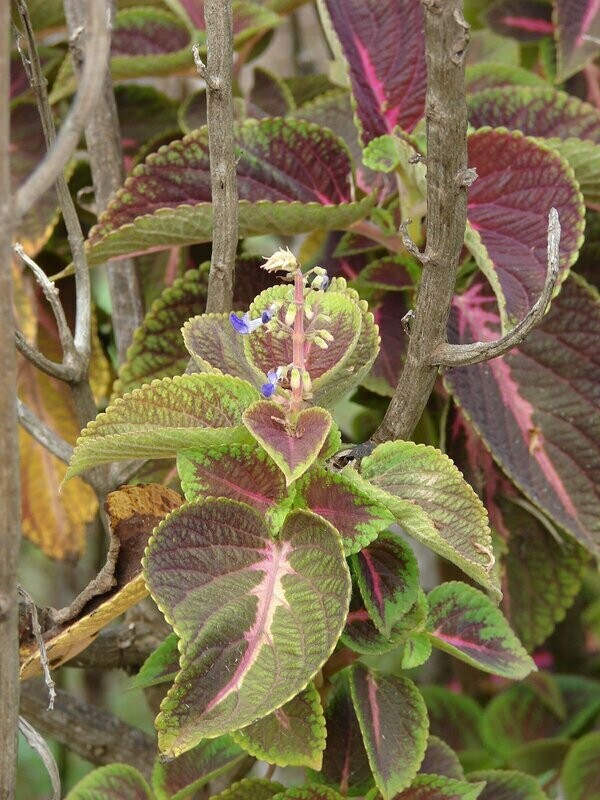 Plectranthus