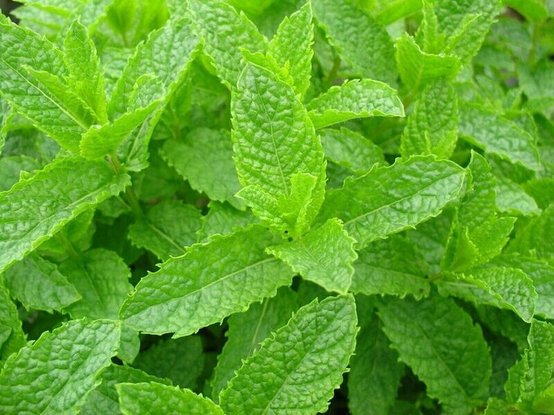 Spear Mint Cuttings