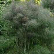 Bronze Fennel