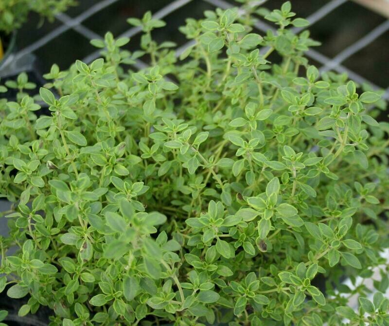 Lemon thyme