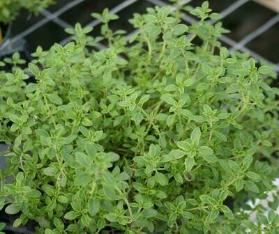Lemon thyme