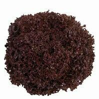 Lettuce Lolla Rossa (Anthony)