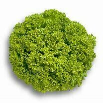 Lettuce- levistro -Lolla bianda