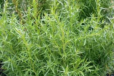 French tarragon