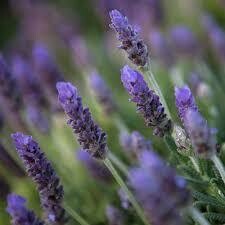 Lavender French Cuttings