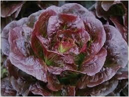 Lettuce- Red Cos