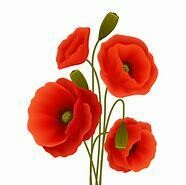 Poppy- Shirley Mixed