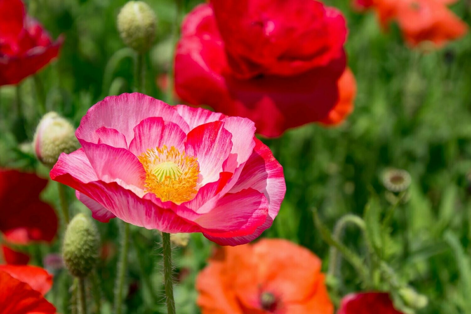 Poppy- Shirley Double Mix