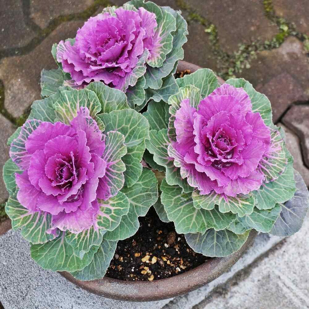 Ornamental cabbageFlower Seedling