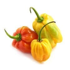 Habanero Red chilli variety