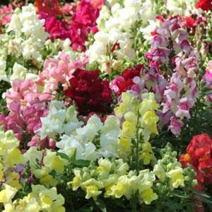 snapdragon - Snappy Mix