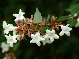 Abelia Abelia