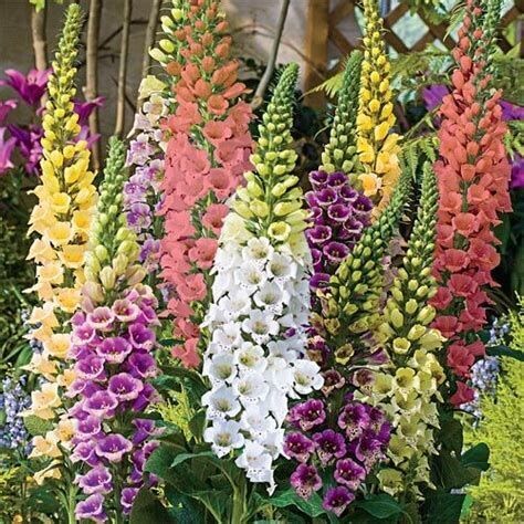 Foxglove Dwarf Foxy mix