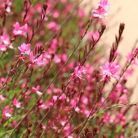 Gaura (pink)