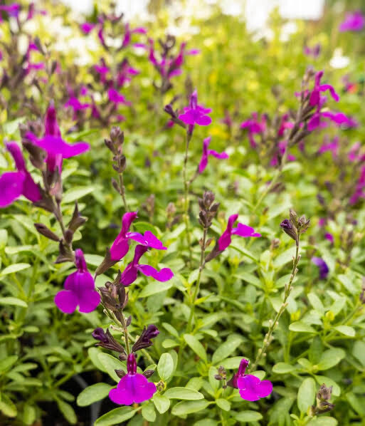 Salvia Greggii Purple