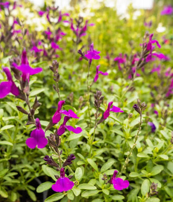 Salvia Greggii Purple