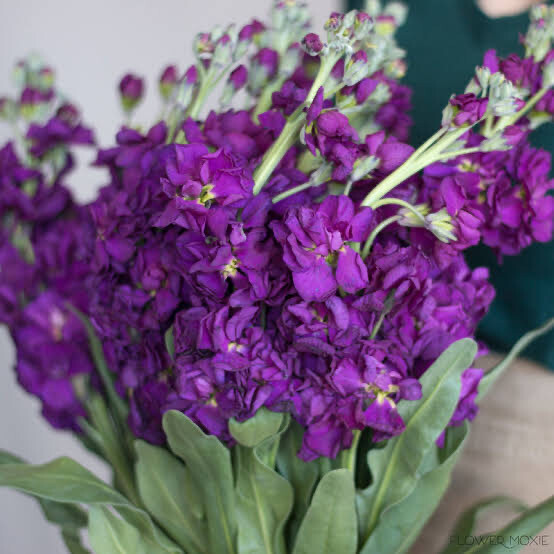 Stocks - Purple