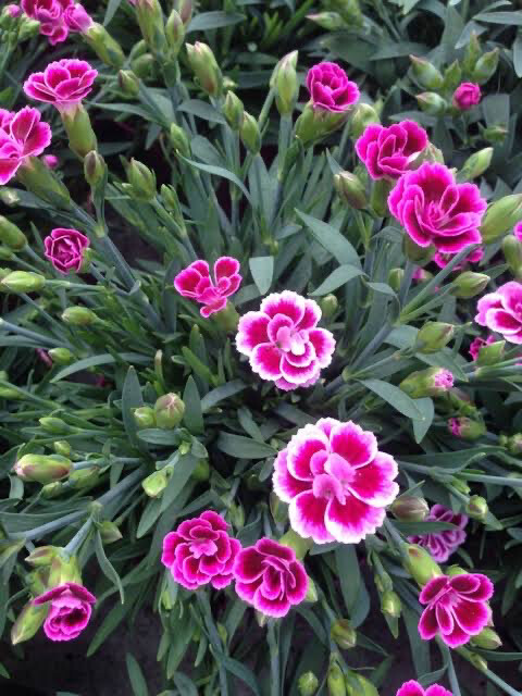 Dianthus (super Parfait ) Ellepot