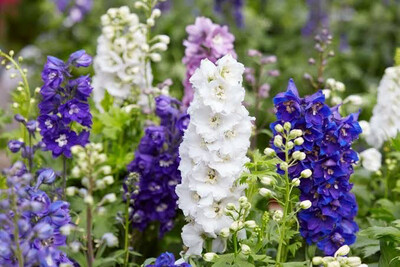Delphinium