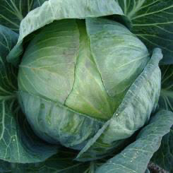 Cabbage (conquestidor)