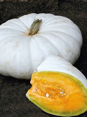 Pumpkin Seedling (flat white boer)