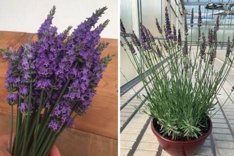 Lavandula x Intermedia (oil and ornamental)