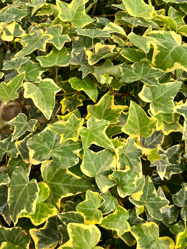 Ivy