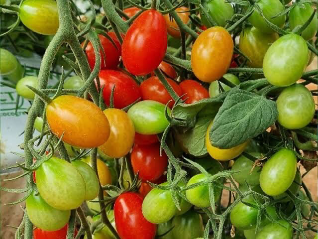 Tomato - Tinka - Red Tomato - Tinka - Red