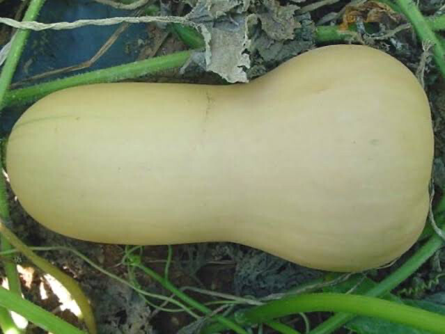 Butternut - Waltham