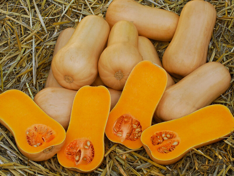 Butternut - Pluto