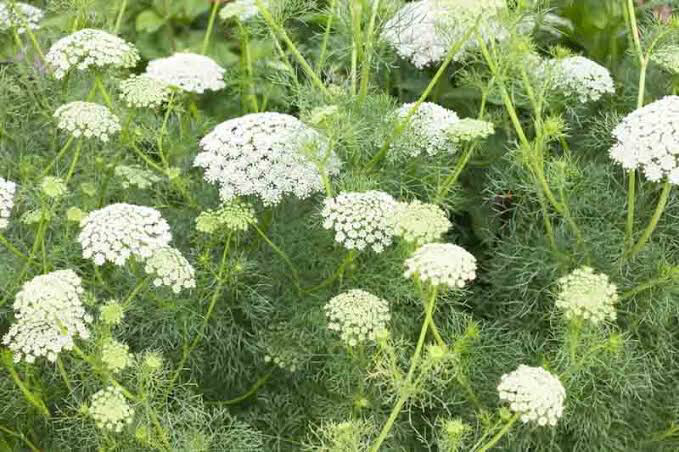 Lace Amni Flower