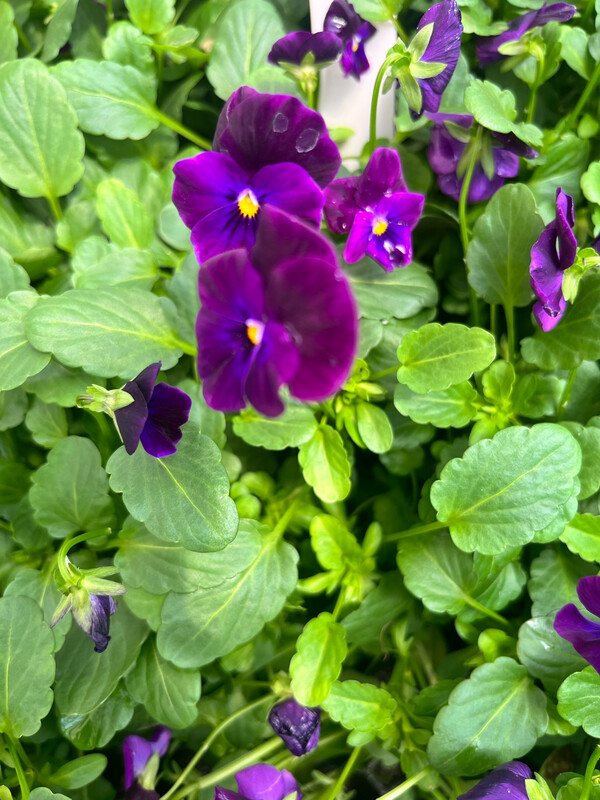 Viola - Purple