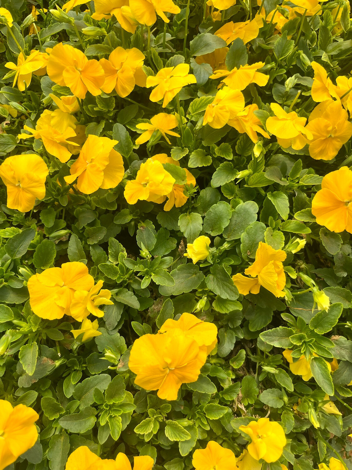 Pansy - Yellow Blotch