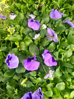 Pansy - Ocean Pansy - Ocean